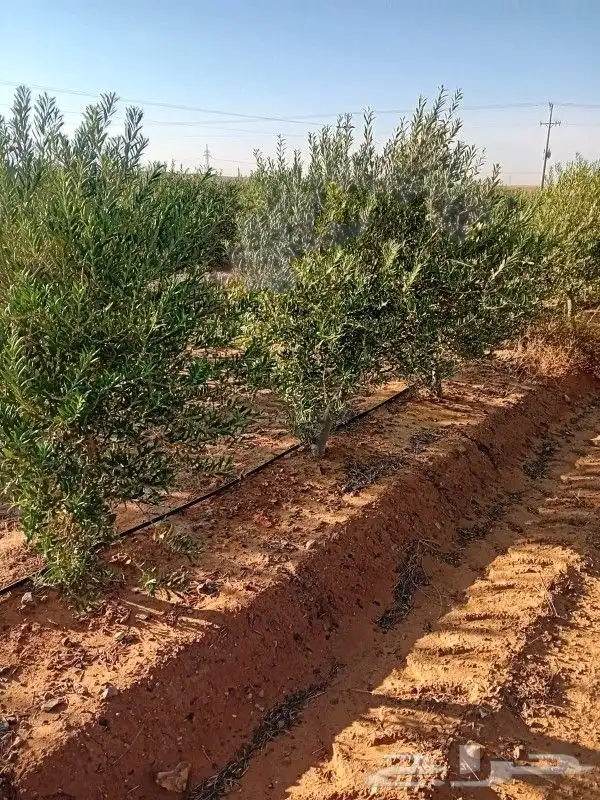 للبيع اشجار الزيتون بالكميات وسعر مناسب وتوفيق للجميع 3