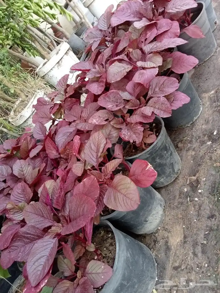 مزارع ومنسق حدائق 3