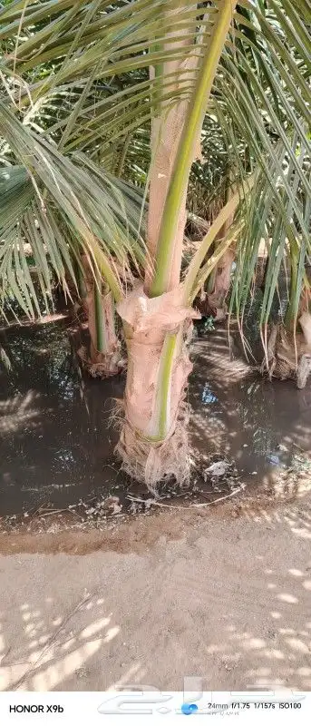 نخيل نارجيل او نخيل جوز الهند 5