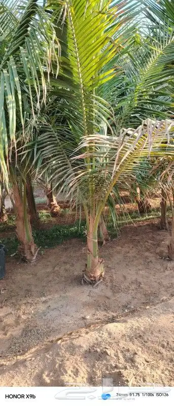 نخيل نارجيل او نخيل جوز الهند 3