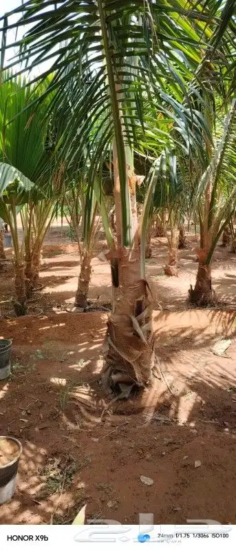 نخيل نارجيل او نخيل جوز الهند 8