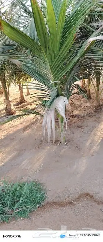 نخيل نارجيل او نخيل جوز الهند 2