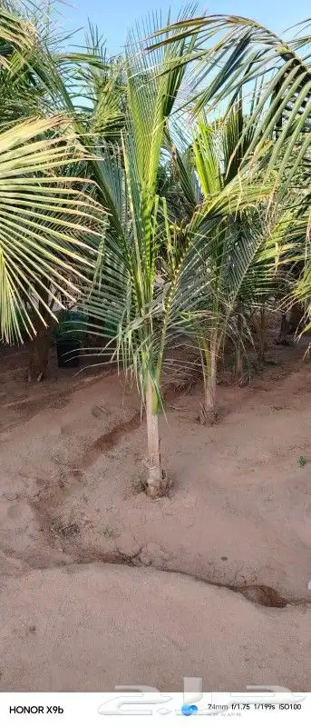 نخيل نارجيل او نخيل جوز الهند 0