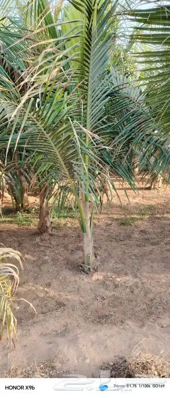 نخيل نارجيل او نخيل جوز الهند 1