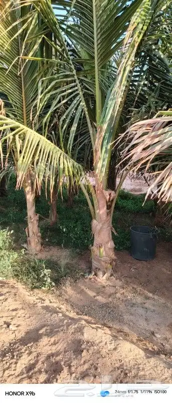 نخيل نارجيل او نخيل جوز الهند 4