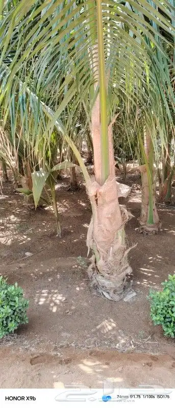 نخيل نارجيل او نخيل جوز الهند 7