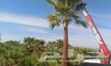 نخيل بجميع انواعه ومقاساته 7