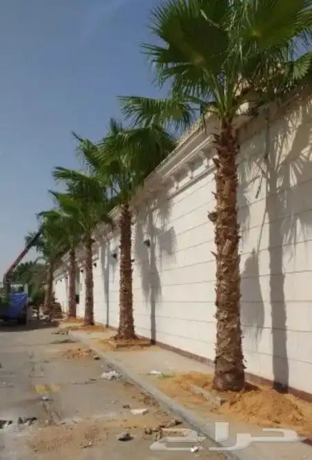 نخل واشنطني زينه واشنطونيا للبيع 9