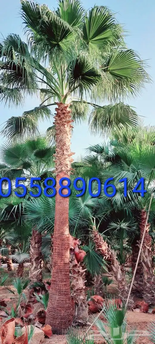 نخل واشنطني زينه واشنطونيا للبيع 5