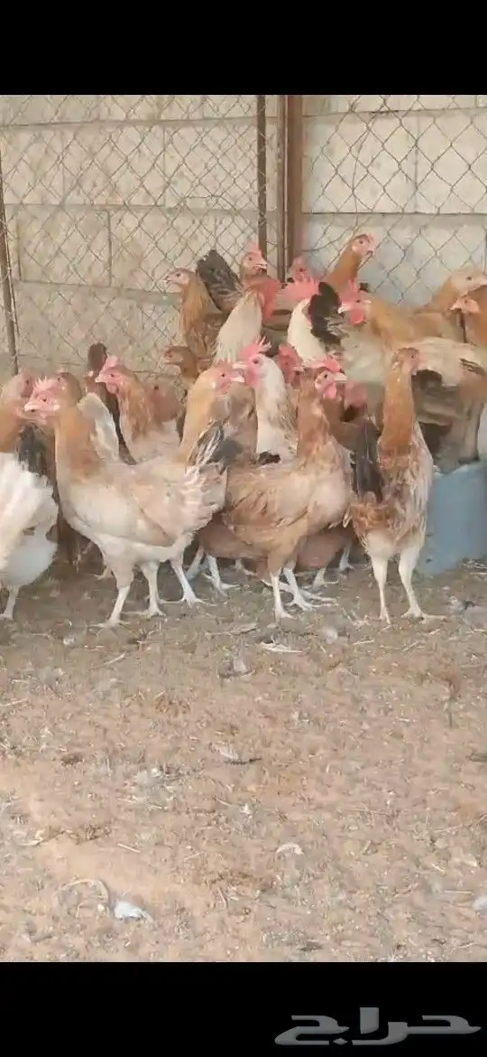 دجاج بلدي بياض ريش تام محصن خالي من الامراض 1