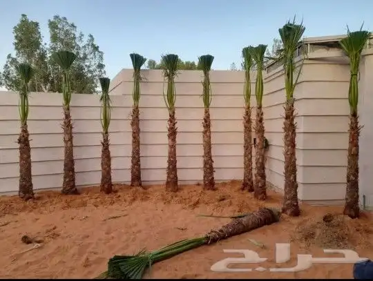 نخل واشنطني زينه واشنطونيا للبيع 2