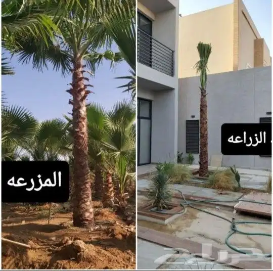 نخل واشنطني زينه واشنطونيا للبيع 1