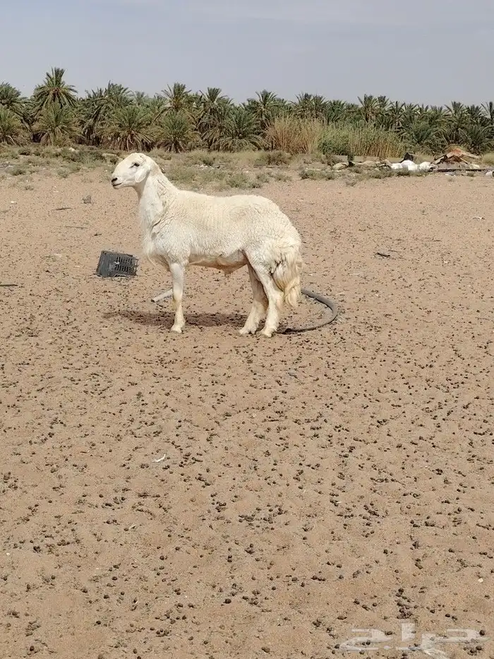 فحل حري صنف فاخر مشروط قريع توه مثني 4