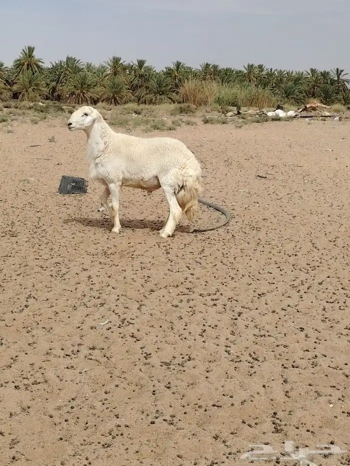 فحل حري صنف فاخر مشروط قريع توه مثني 5
