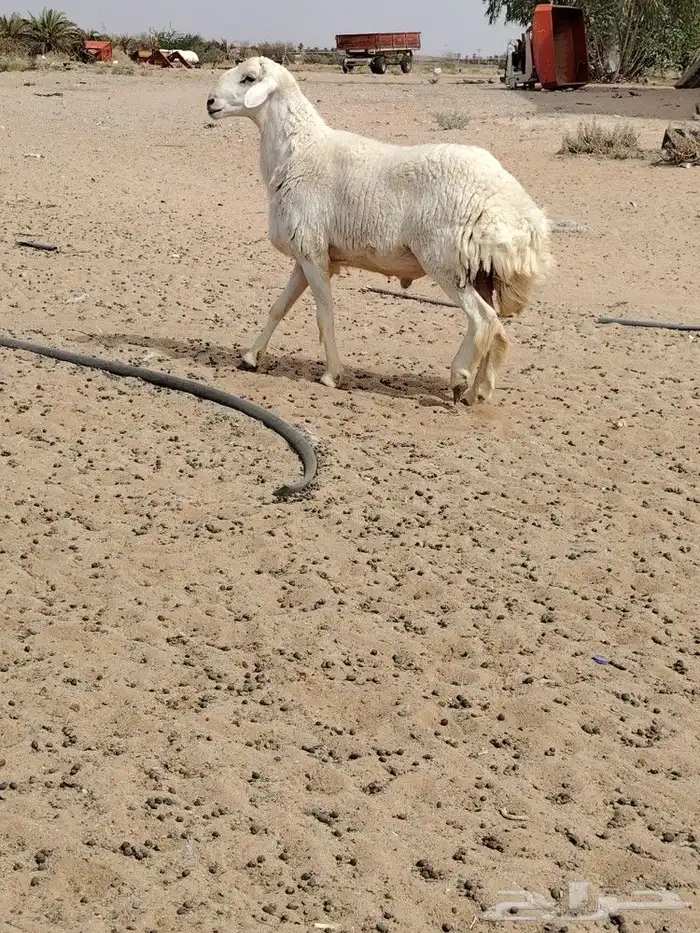 فحل حري صنف فاخر مشروط قريع توه مثني 2