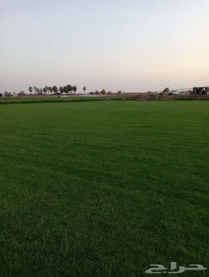 ثيل سئ 2000صافي وطبيعي الموقع الخرج 1