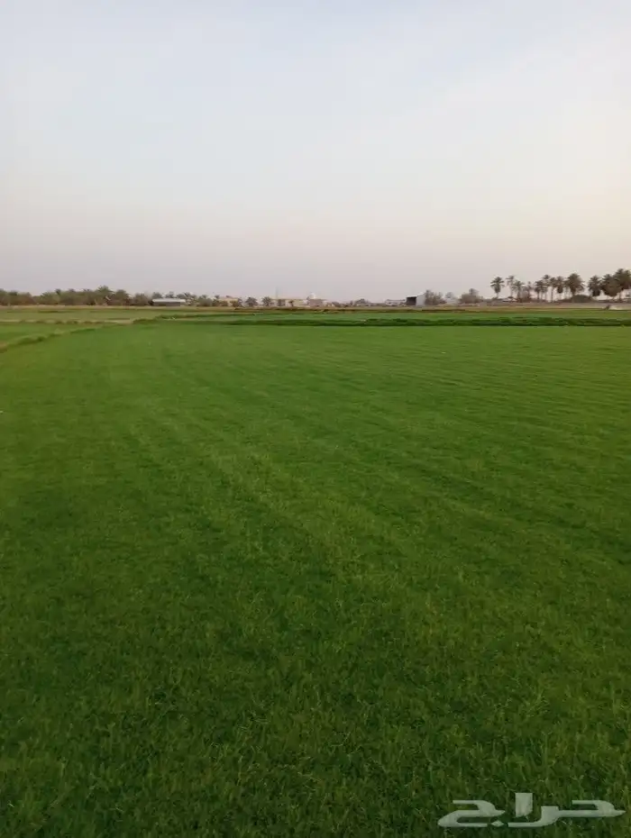 ثيل سئ 2000صافي وطبيعي الموقع الخرج 0