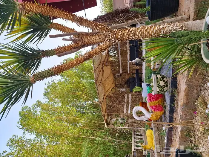 شاليه يتوسط مزرعة للتأجير اليومي 4