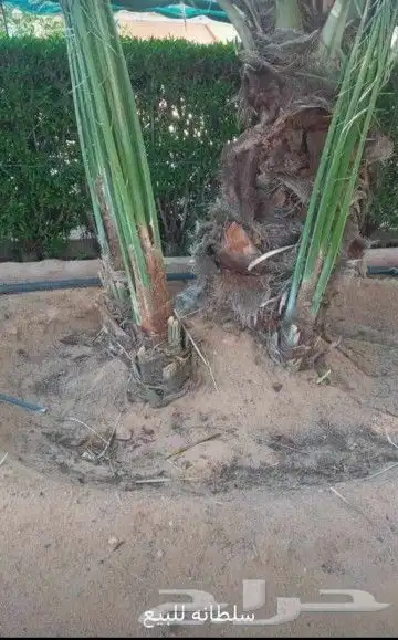 يوجد لدينا جميع انواع النخيل وقسم بالشبوك 1