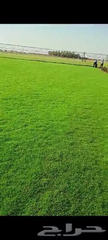 تيل طبيعي 4
