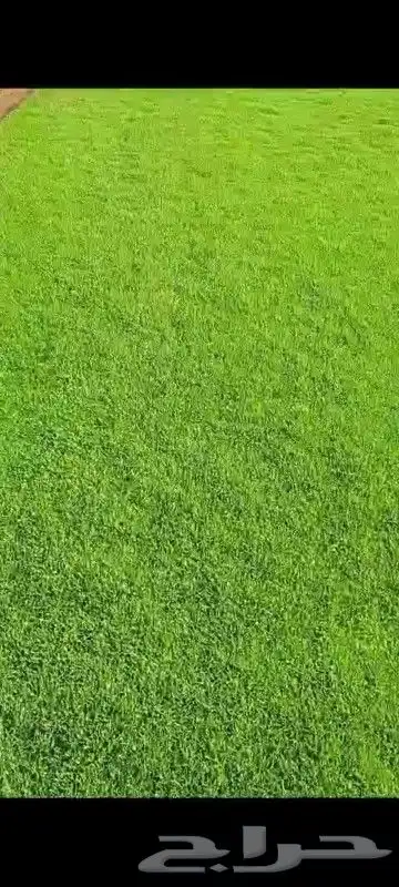 تيل طبيعي 1