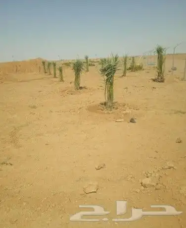 يوجد لدينا جميع انواع النخيل وقسم بالشبوك 8