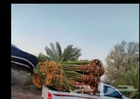يوجد لدينا جميع انواع النخيل وقسم بالشبوك 5