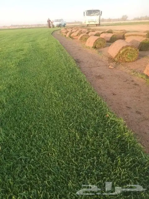 ثيل طبيعي 4 ريال 4