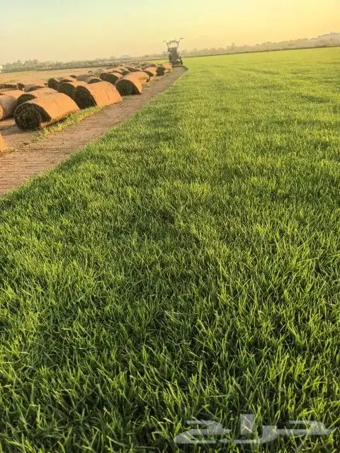 ثيل طبيعي 4 ريال 3