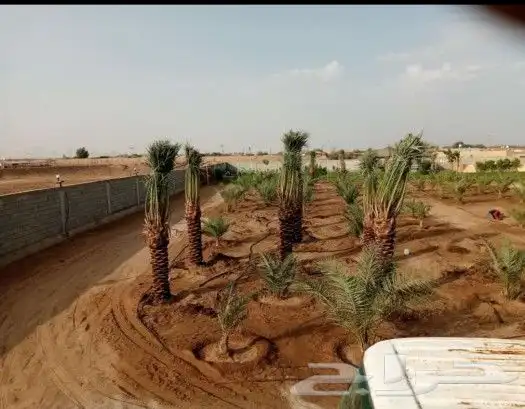 يوجد لدينا جميع انواع النخيل وقسم بالشبوك 4