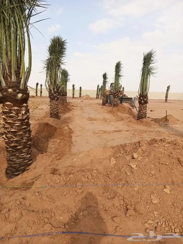 يوجد الدين جميع نوع نخيل ويتم توريد الى جميع نحا الملكه 6