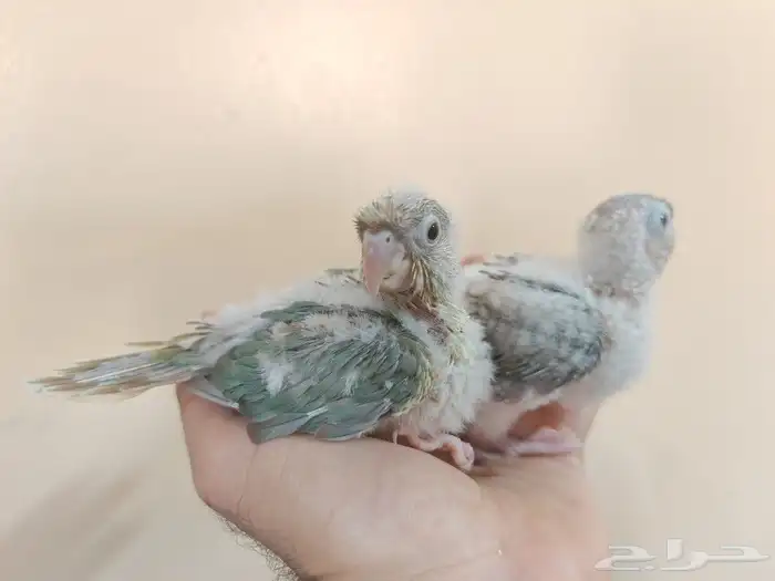 فروخ كنيور غر تركواز أناناس 1