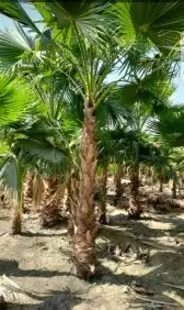 نخل واشنطني زينه واشنطونياء زينة للبيع 6