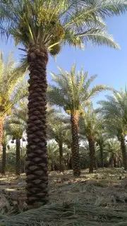 نخل. واشنطني واشجار زيتون واشجار سدر للبيع 8