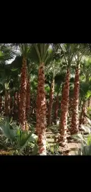 نخل. واشنطني واشجار زيتون واشجار سدر للبيع 1