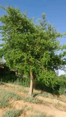 نخل. واشنطني واشجار زيتون واشجار سدر للبيع 7