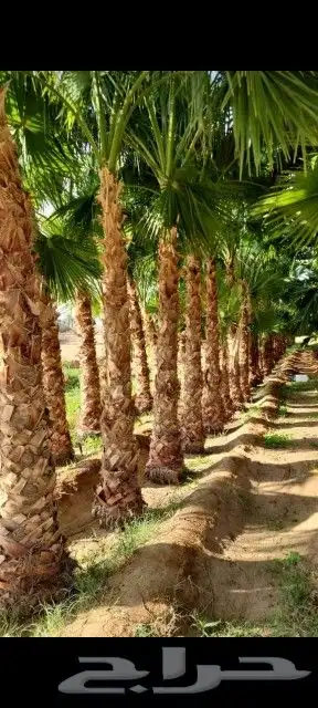 نخل. واشنطني واشجار زيتون واشجار سدر للبيع 2
