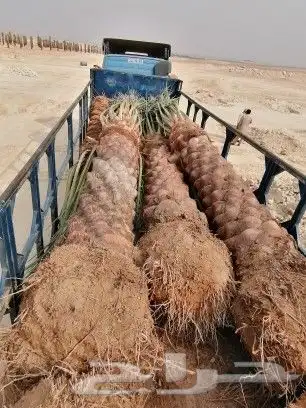 لتوريد النخل العربي والواشنطني والسياجات بجميع انواعها والحد 9