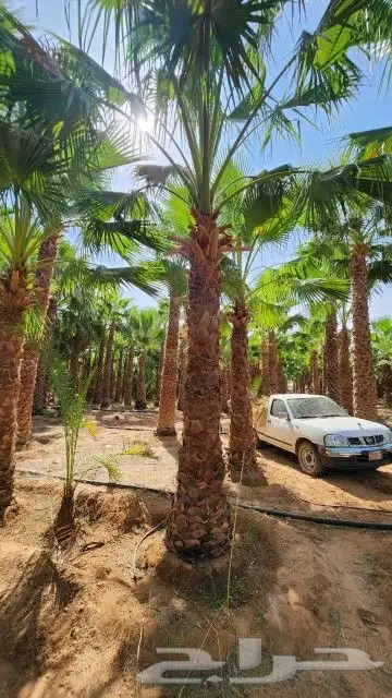 نخل. واشنطني واشجار زيتون واشجار سدر للبيع 0
