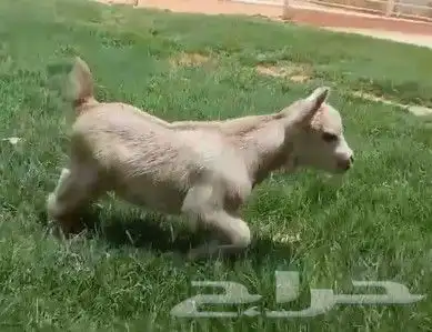 ماعز قزم ذكر عمر اسبوع لون كريمي 1