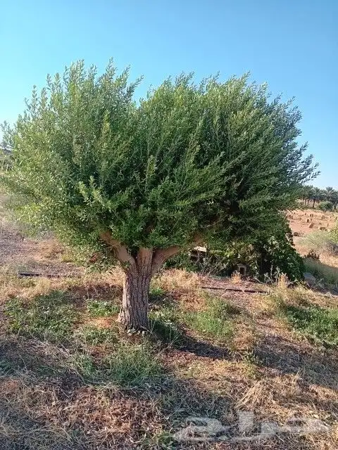 نخل. واشنطني واشجار زيتون واشجار سدر للبيع 4