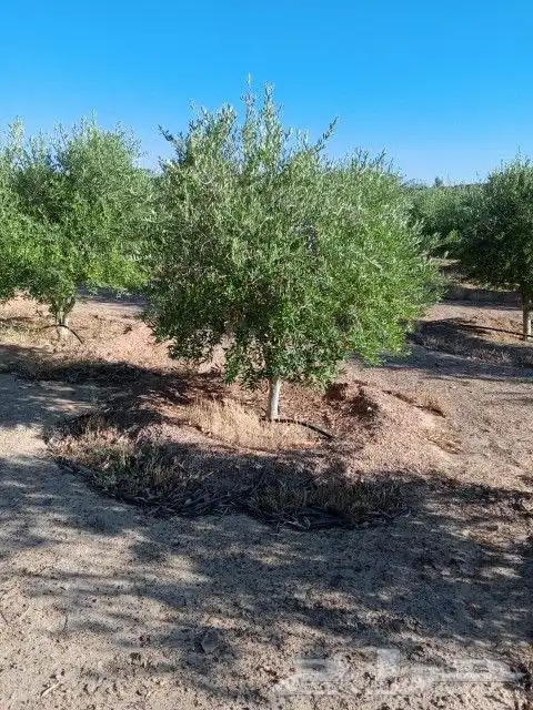 يوجد لدينا أنواع الشجرة والزيتون النخيل عربي وشنطني وجميع 0
