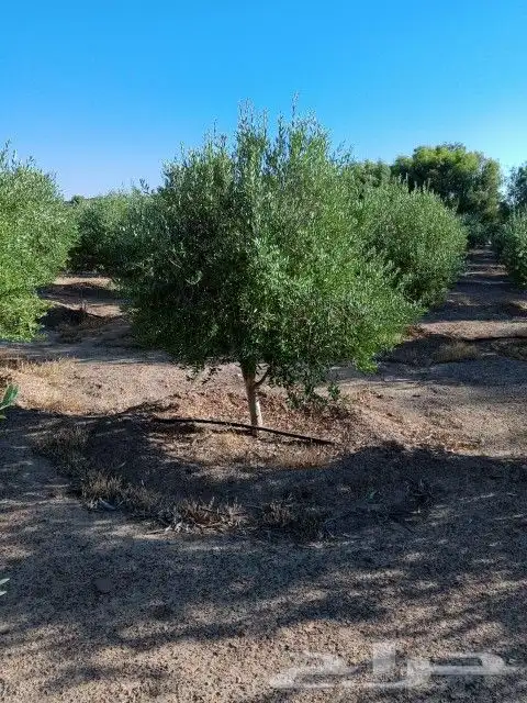 يوجد لدينا أنواع الشجرة والزيتون النخيل عربي وشنطني وجميع 2