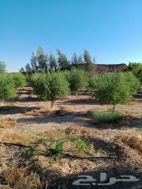 يوجد لدينا أنواع الشجرة والزيتون النخيل عربي وشنطني وجميع 6