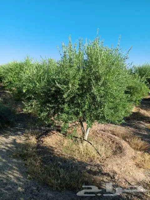 يوجد لدينا أنواع الشجرة والزيتون النخيل عربي وشنطني وجميع 4