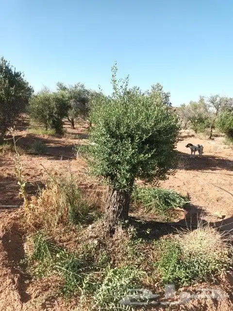 نخل. واشنطني واشجار زيتون واشجار سدر للبيع 3