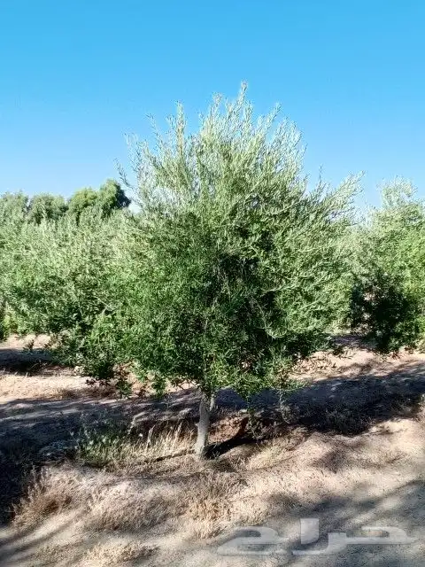 يوجد لدينا أنواع الشجرة والزيتون النخيل عربي وشنطني وجميع 8