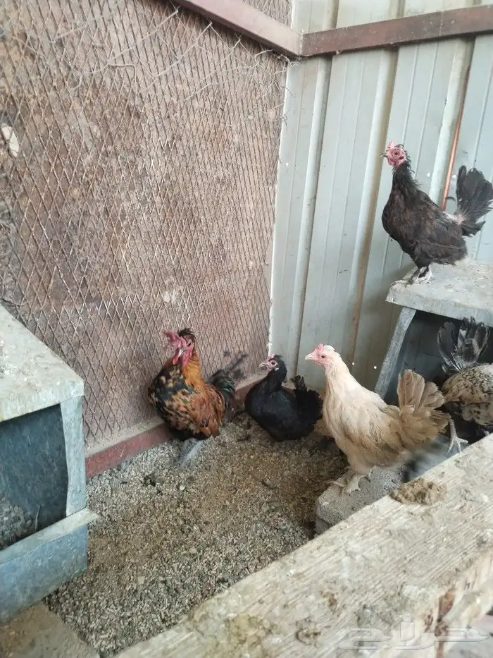 دجاج قزم حباحب 2