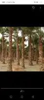 نخل. واشنطني واشجار زيتون واشجار سدر للبيع 5