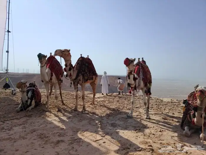 اجار جمال رحول زلول ركبي اجار خيل عربي اجار عربه حنطور سيسي 5